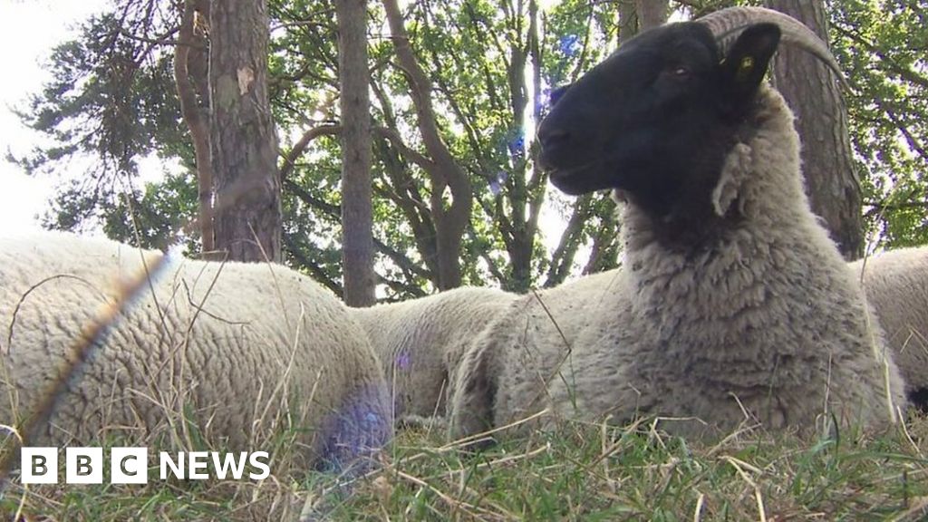Hampstead Heath sheep are back to graze after 60 years