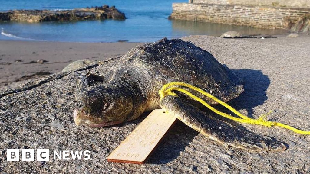 Peringatan setelah kura -kura dicuci di pantai Cornwall