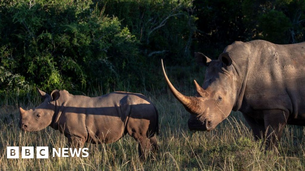 Kenya: Wildlife smuggling suspect seized after  million reward