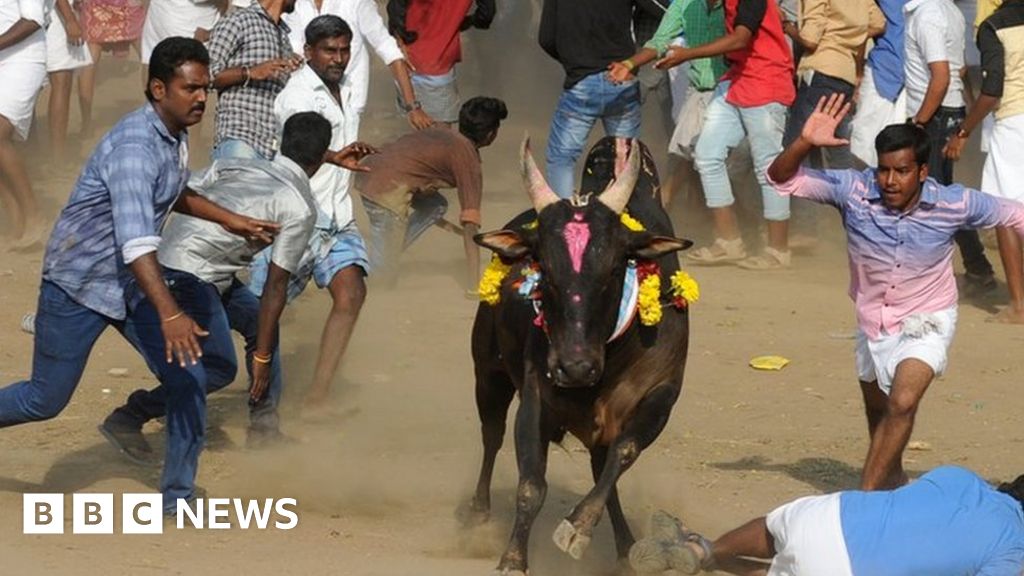 Jallikattu Bullfighting Set To Resume In Tamil Nadu Bbc News