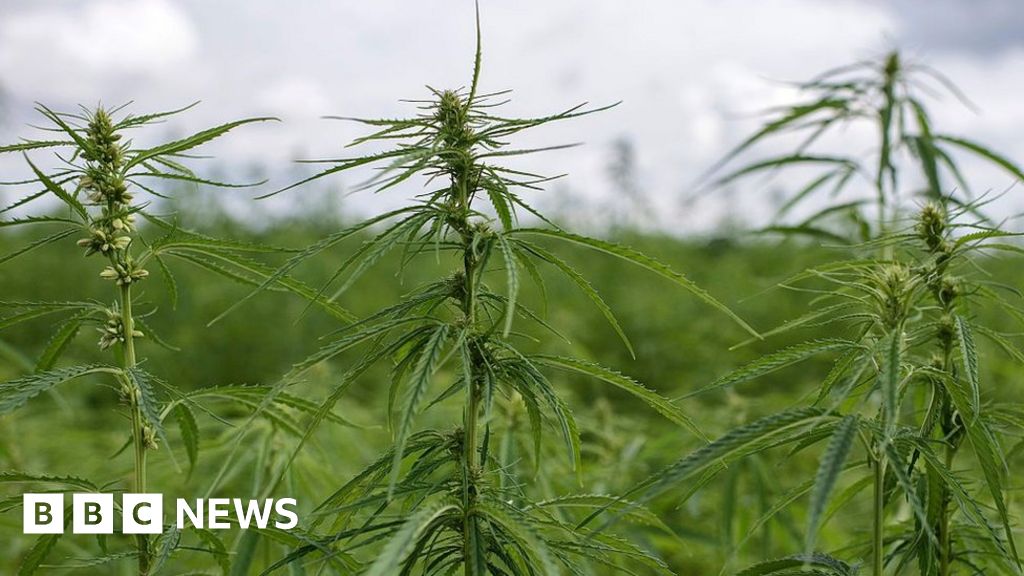 Oxfordshire hemp farm could lose £200,000 in crop destruction - BBC News