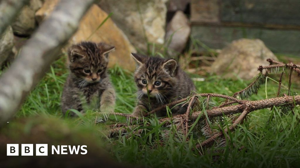 Scottish wildcat kittens born in captivity - BBC News