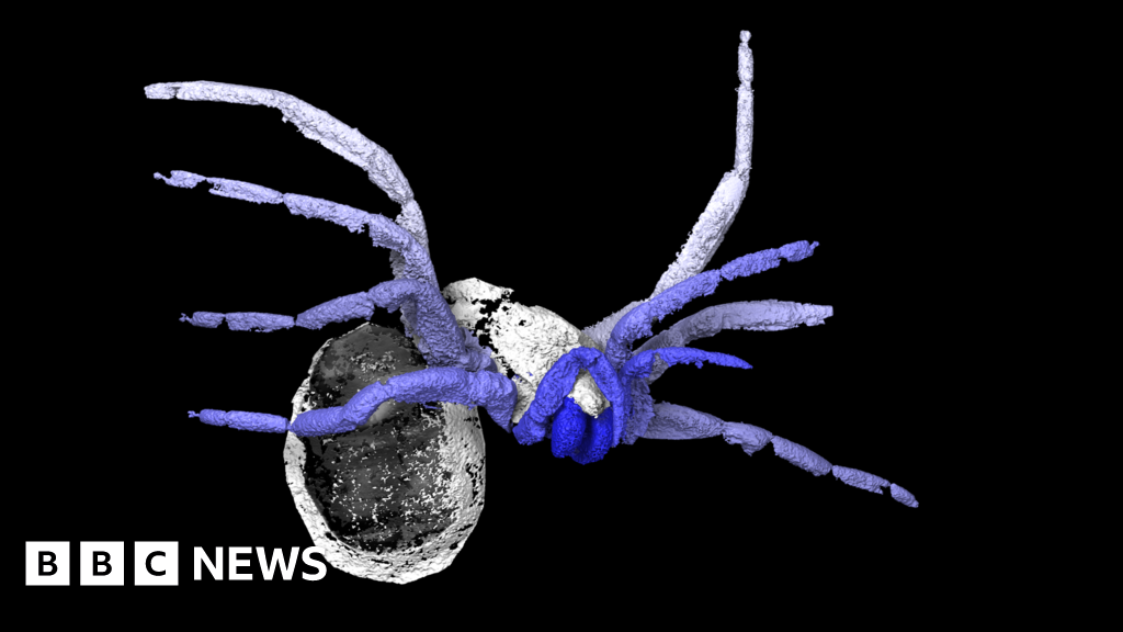 Ancient Sea Spider Fossil Rewrites Evolution History - wu1fnph