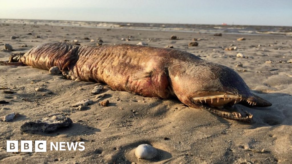 Fanged creature found on Texas beach after Hurricane Harvey - BBC News
