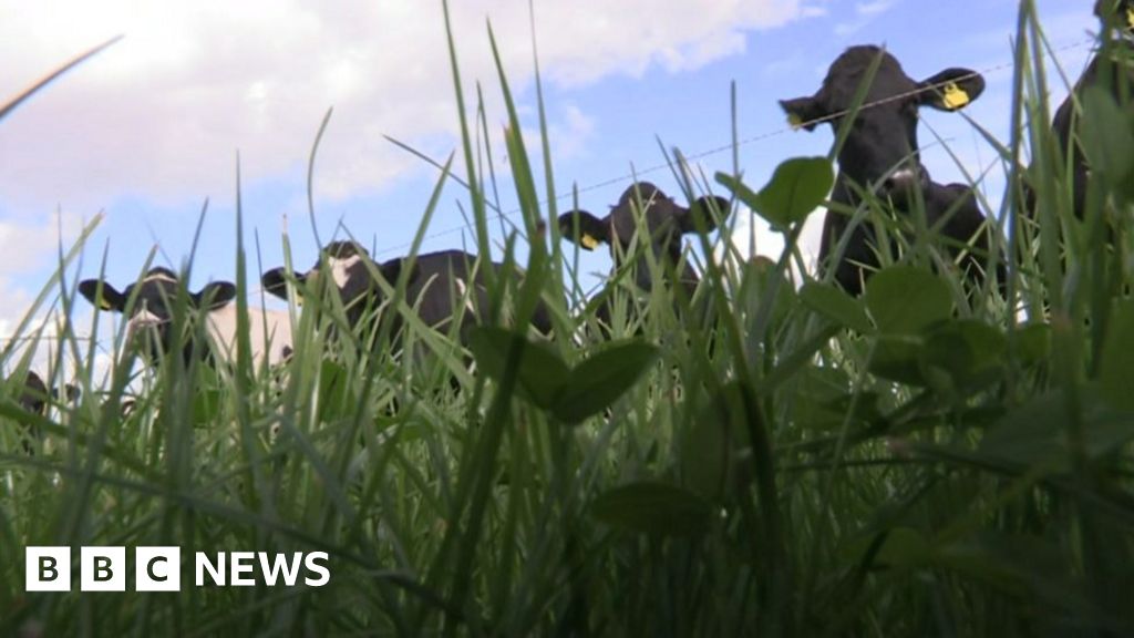 call-for-northern-ireland-farming-plan-to-be-published-bbc-news