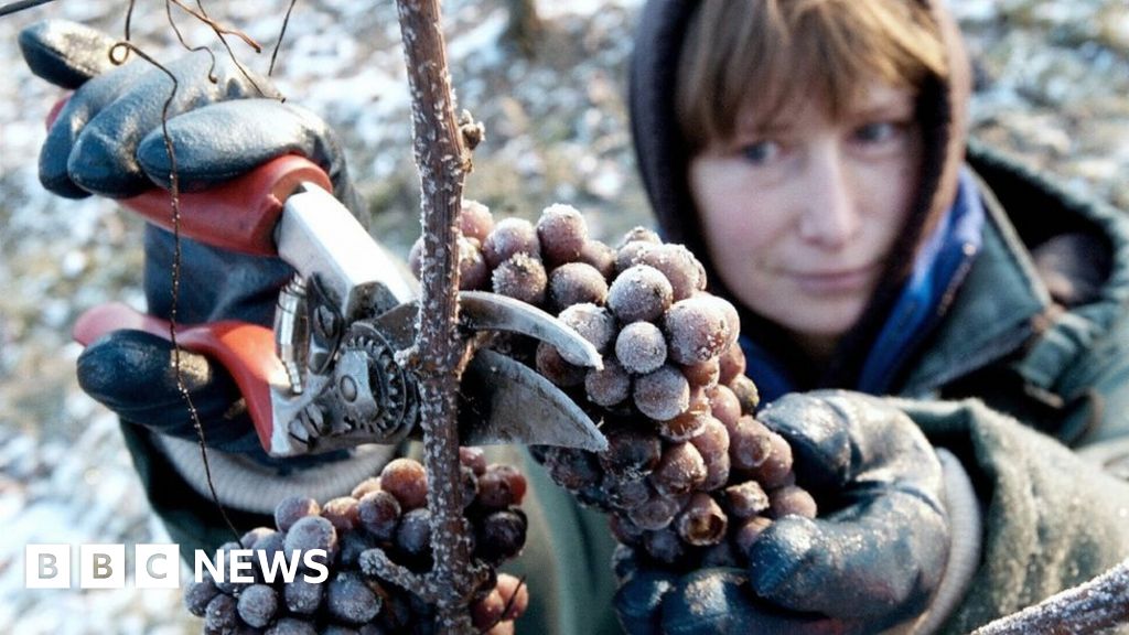 Climate change: Warm winter ruins German ice wine harvest - BBC News