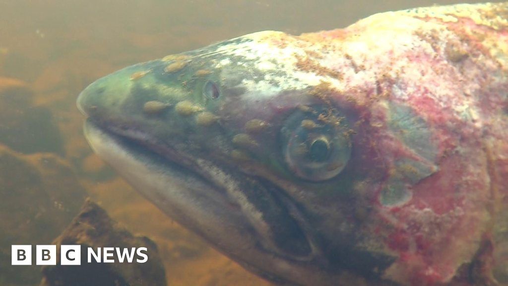 Footage shows 'liceinfected wild salmon' BBC News