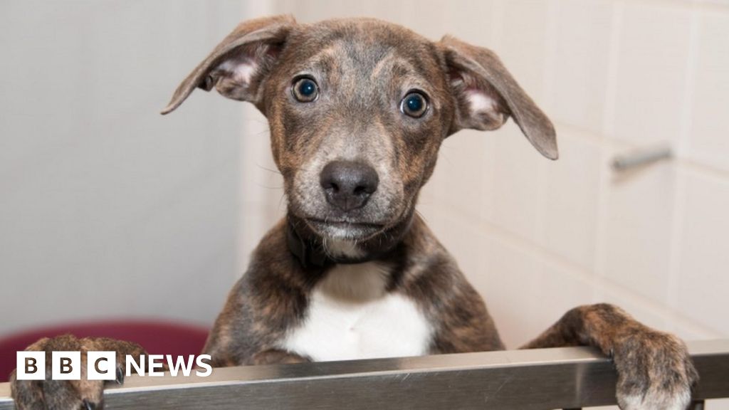 Dog microchips Outdated contact details leave animals unclaimed BBC News