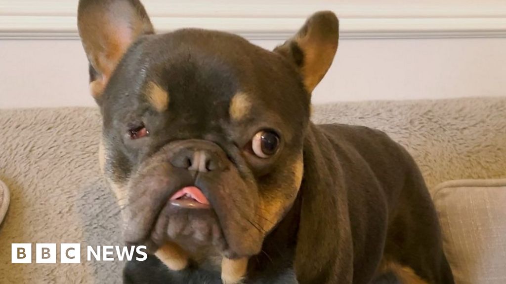 Uks Ugliest Dog Could Milo The French Bulldog Win