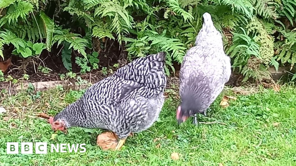 Bird Flu: Wales Holds Off On Tighter Rules - BBC News