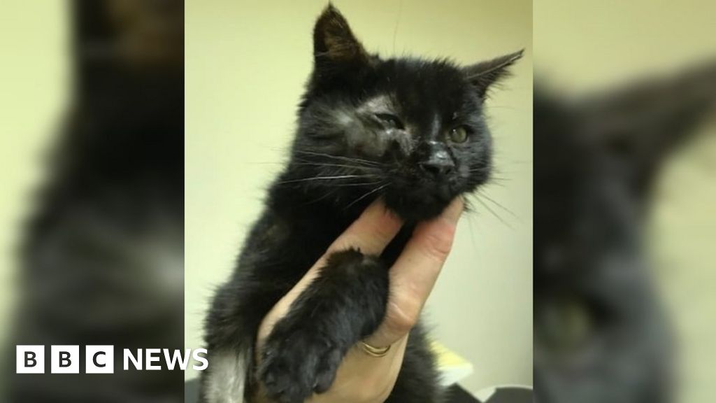 Kitten rescue hot sale