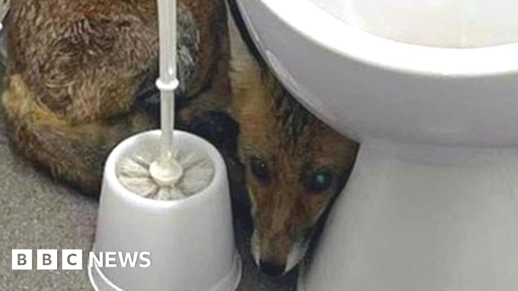 London Euston Fox rescued from station toilet