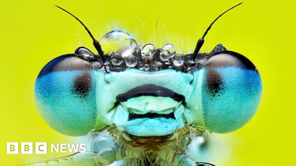 In pictures: Robber flies win insect photo competition