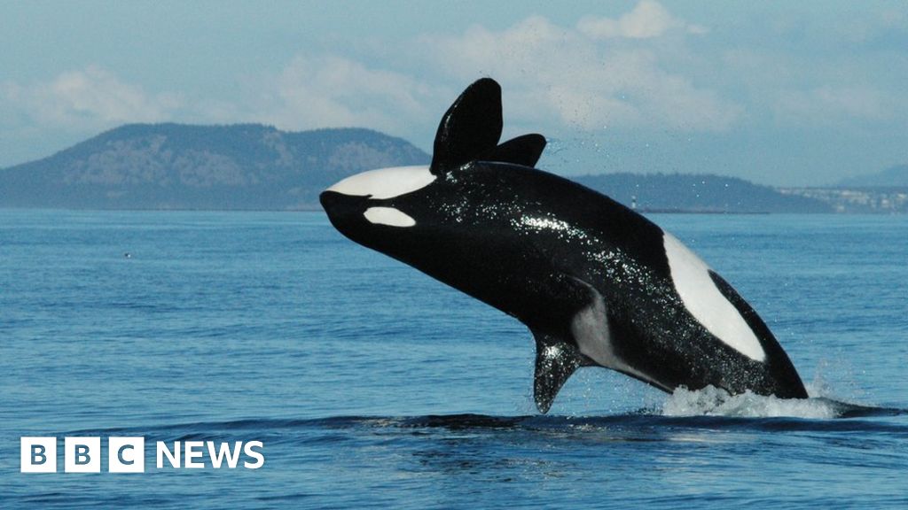 Grandmother killer whales boost survival of calves