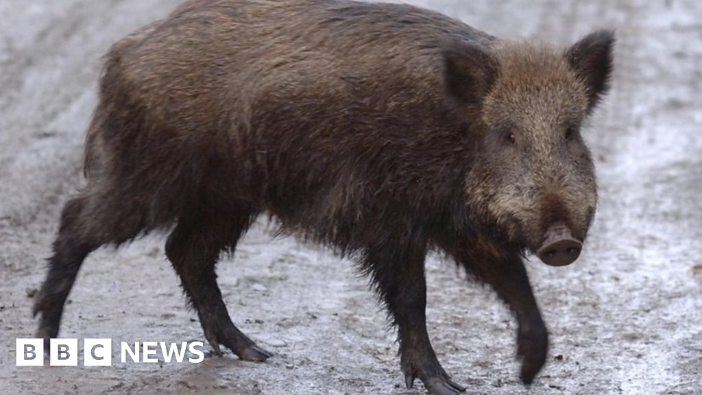 Barcelona tackles roaming wild boar problem