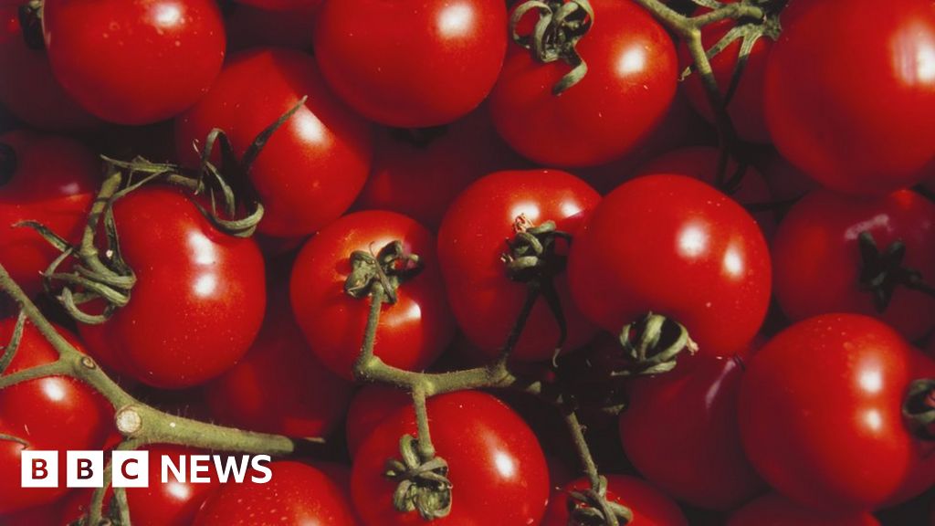 Sheffield Fertility Study Tests New Tomato-Based Supplement