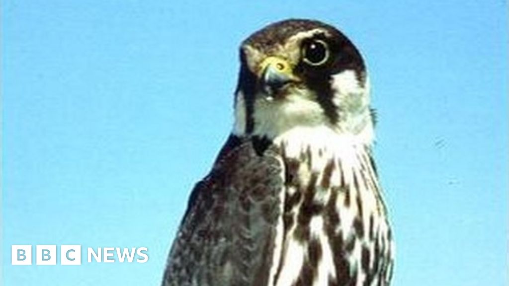 China student jailed for 10 years for selling birds - BBC News