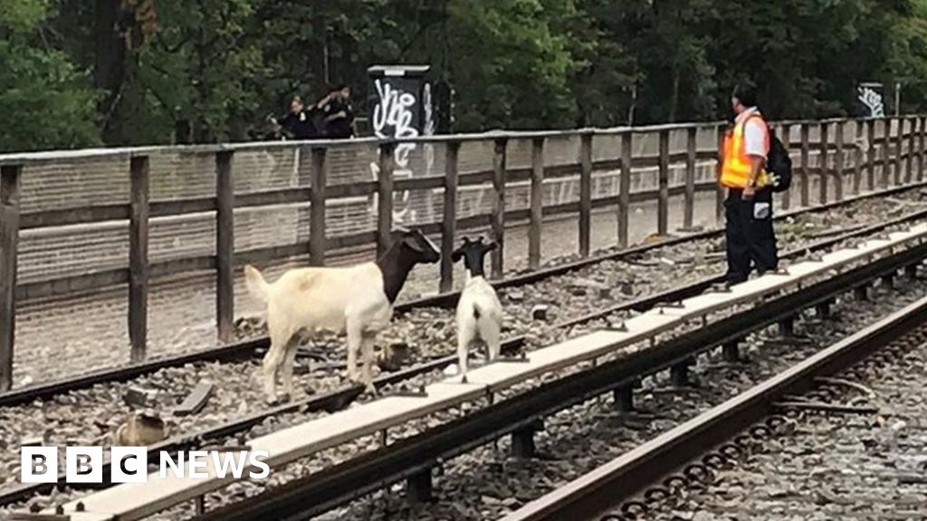 Comedian Jon Stewart rescues goats from New York subway tracks