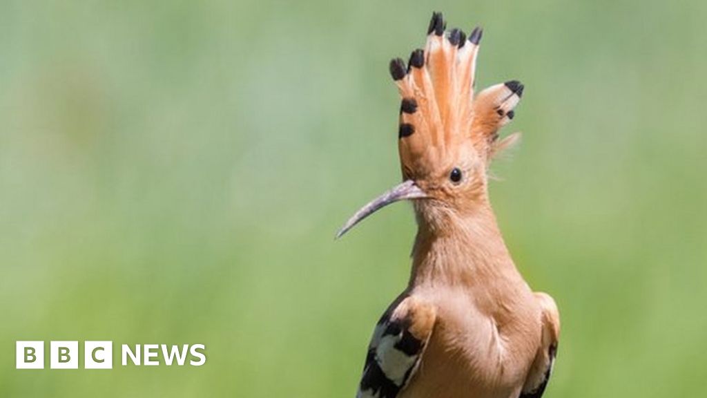 hoopoe-spotted-near-ipswich-likely-to-be-confused-bto