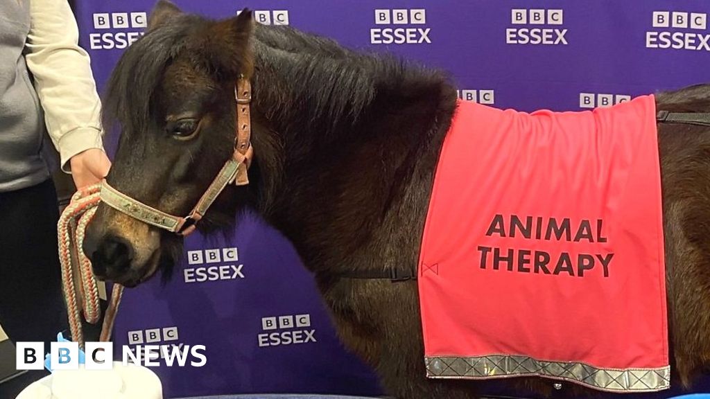 Therapy pony visits BBC Essex studios