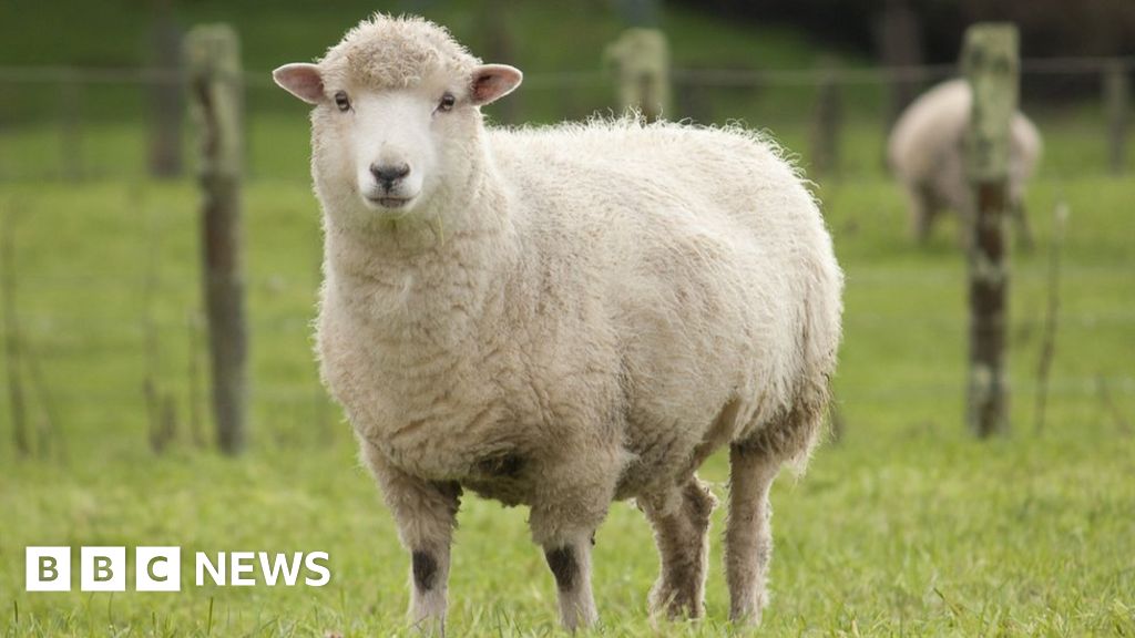 Sheep die after dog chases them on to rail line at Tuddenham St Martin ...