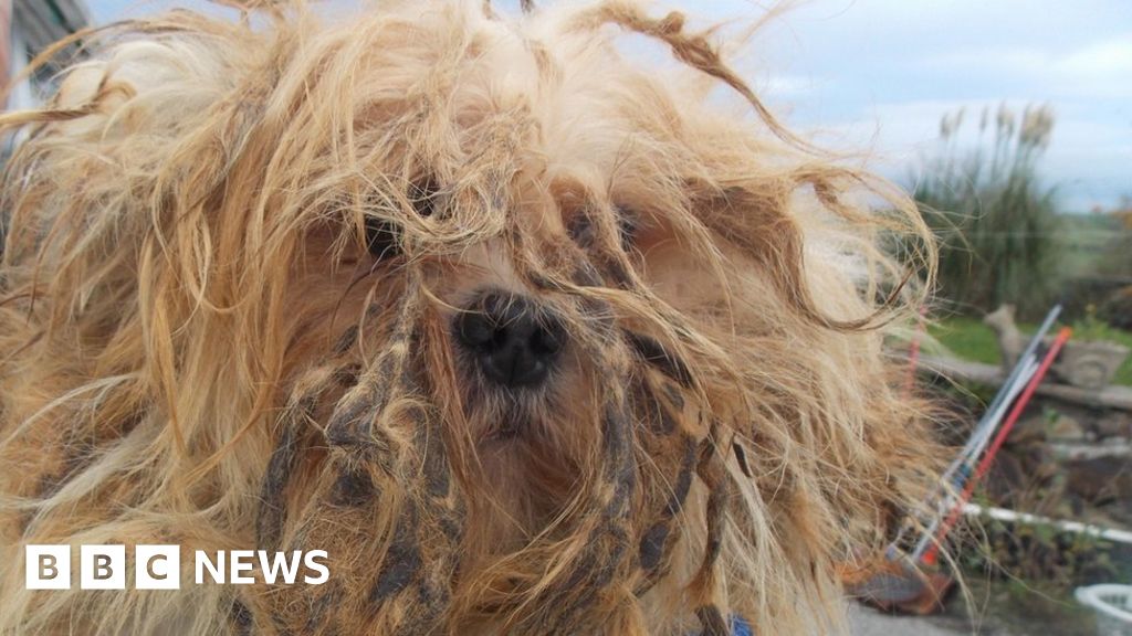 Dog and cat owning ban for pair who kept 49 animals in squalor 