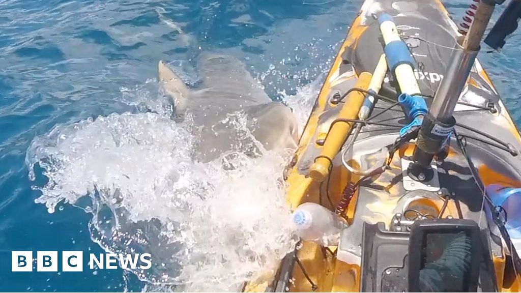 Beobachten Sie: Hai kommt aus dem Nichts und rammt Kajakfahrer