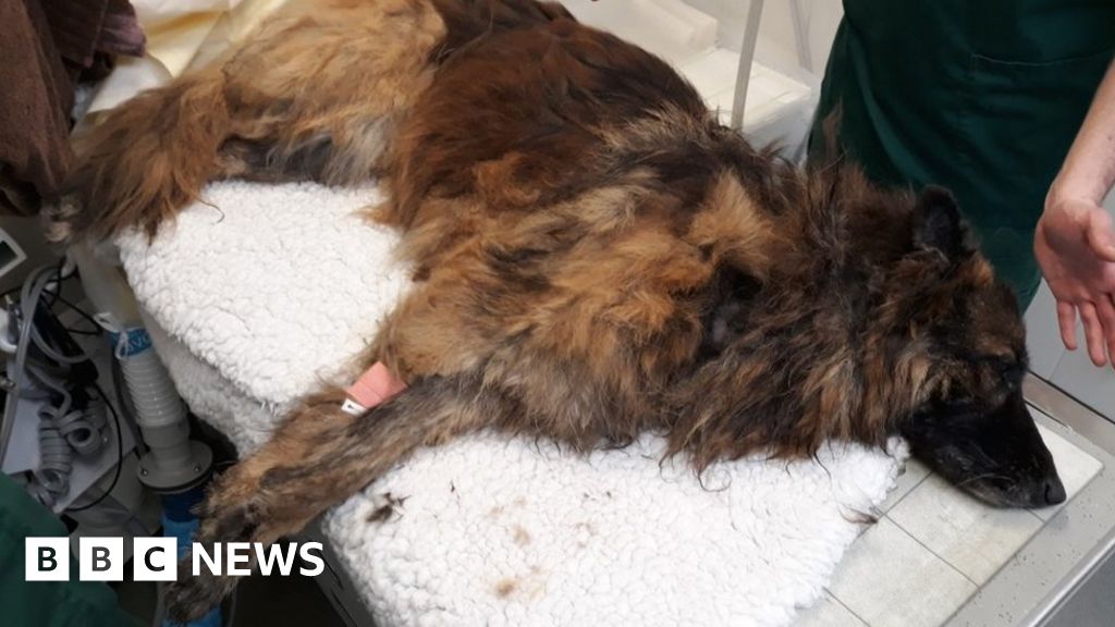 Dog Found Drowning In Farndon With Rock Tied To Lead Rescued Bbc