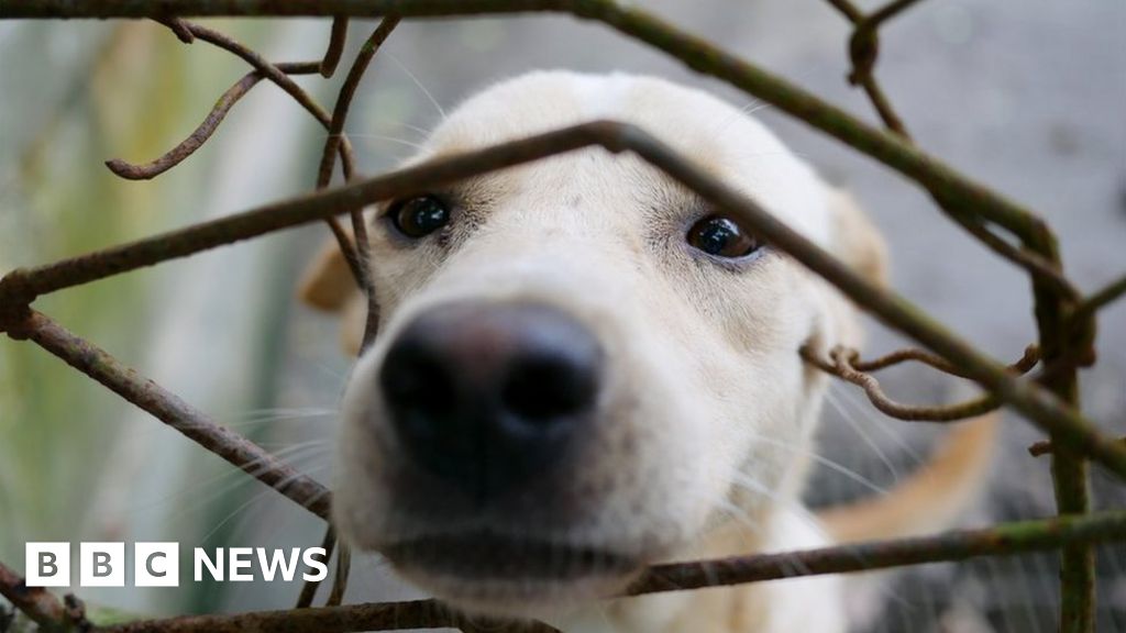 AllIreland animal abuse register a 'devolved issue'