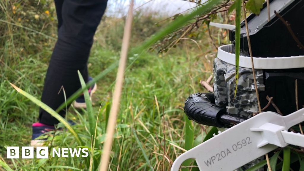 Animal breeding at Jersey Zoo to be reduced - BBC News