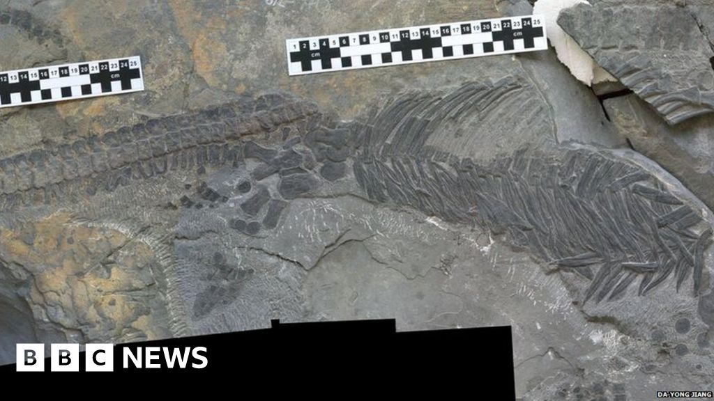 Fossil Gives Clues To Extinction 250 Million Years Ago - BBC News