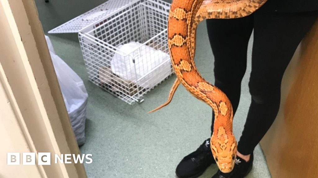 Snakes found abandoned in Roydon car park - BBC News