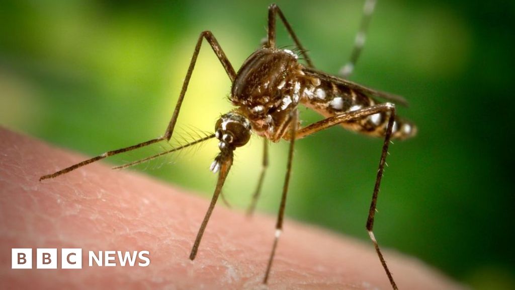 Florida mosquitoes: 750 million genetically modified insects to be released