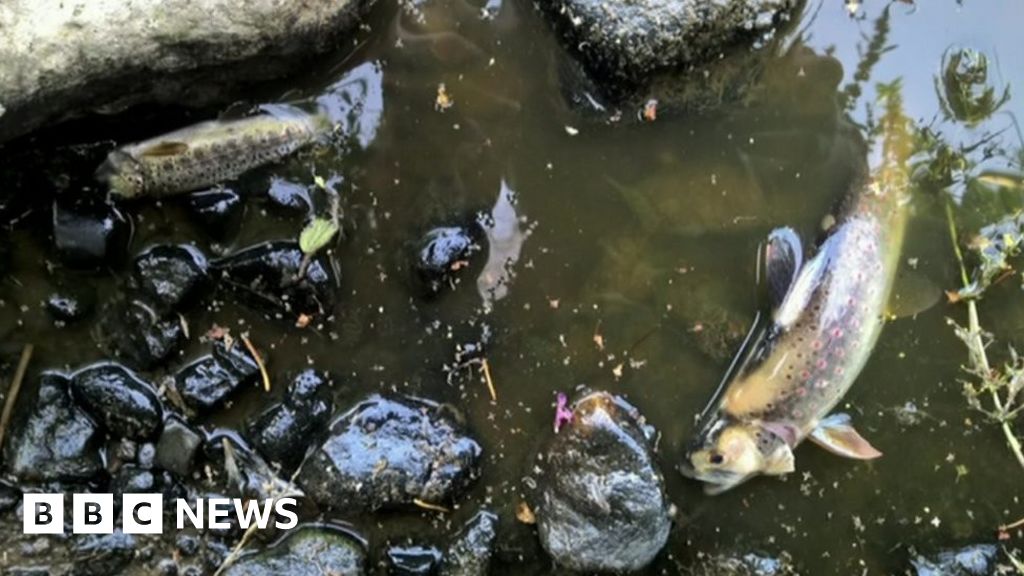 Pollution kills thousands of fish in Cumbria BBC News