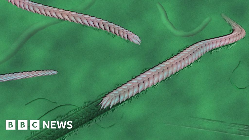 Early animal had 'complex behaviour'