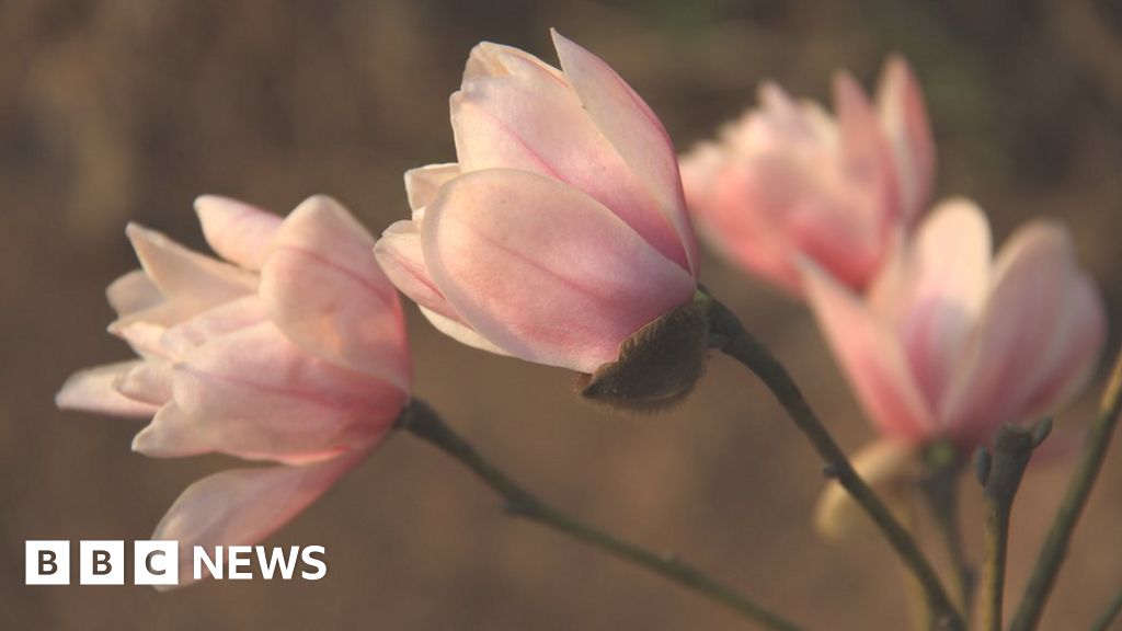 120339830 magnolia sinostellata credit professor shouzhou zhang fairylake botanic garden