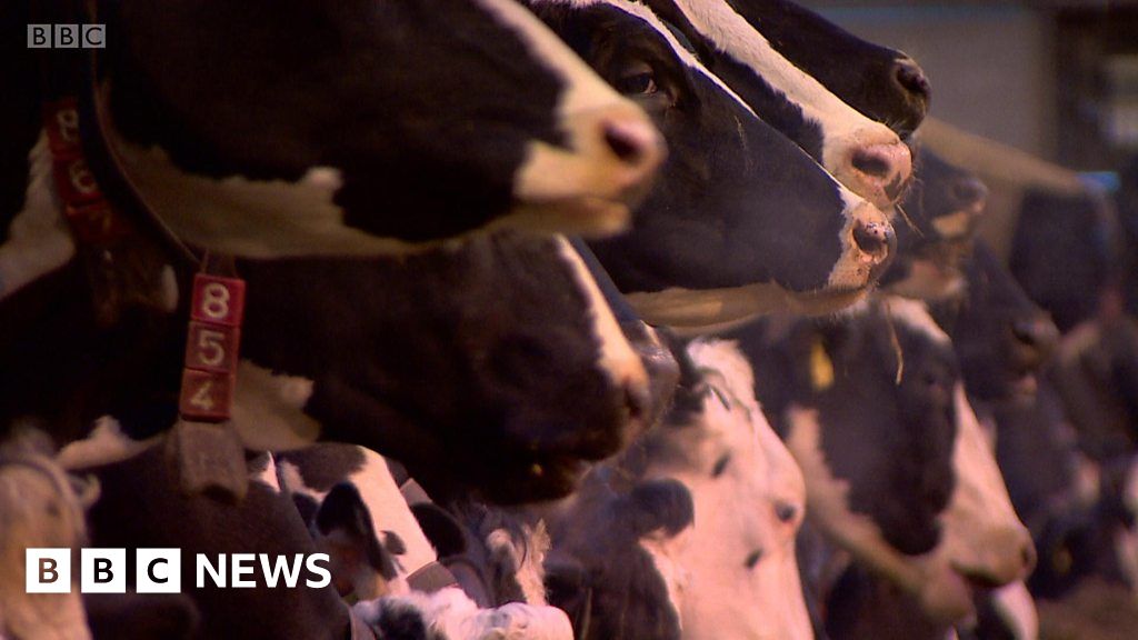 Pedometers used to help cattle breeding BBC News