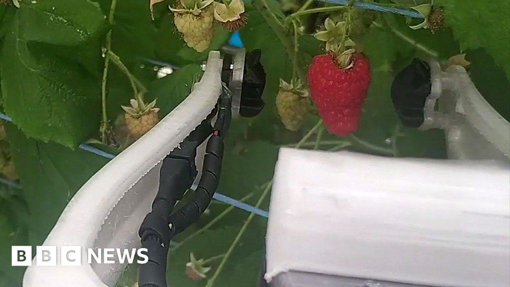 The Raspberry Picking Robot And Other Tech News Bbc News 