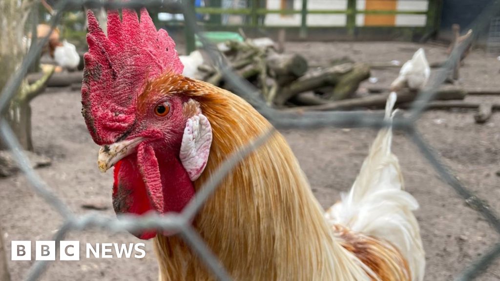 100,000 birds culled after farm avian flu outbreaks