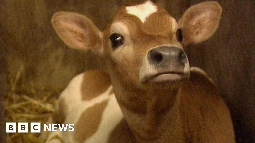 Calves killed in large barn fire near Abergele