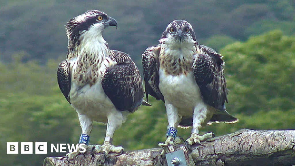 Police probe death of osprey found on Criccieth beach BBC News
