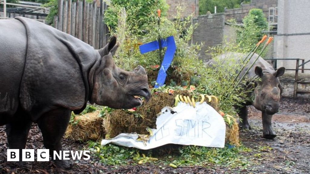 Resident Rhinos Enjoy Joint Birthday Party At Edinburgh Zoo - Bbc News