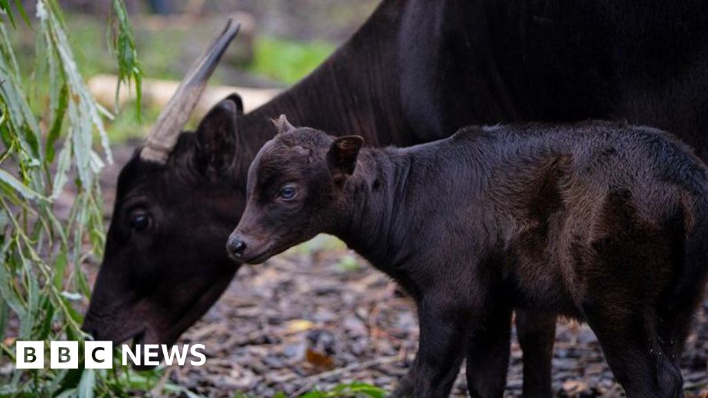 Endangered Anoa Calf Born at Chester Zoo