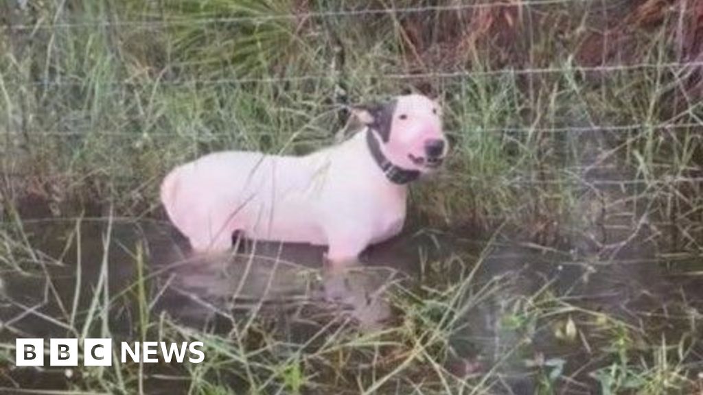 Hurricane Milton: Man arrested after dog abandoned during storm