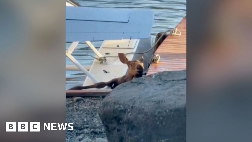 Moment baby moose is rescued from Alaska lake