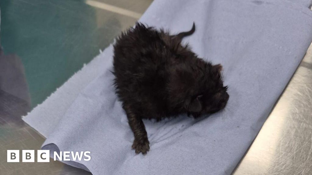 Multiple Police-Rescued Kittens Found Trapped in Vehicle Engines Across US and UK