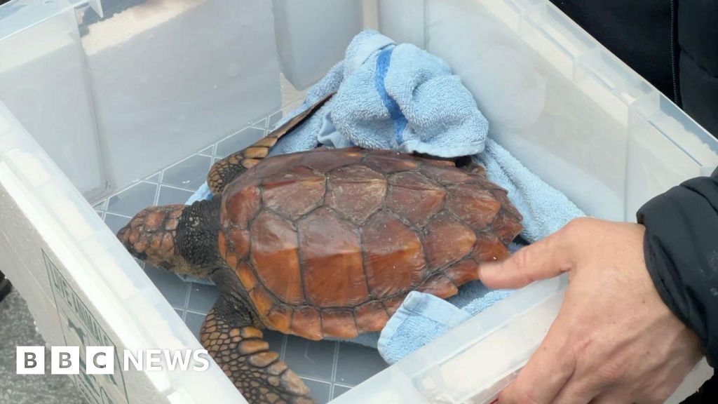 Turtle found in Jersey after Storm Goretti lands in UK for rehab