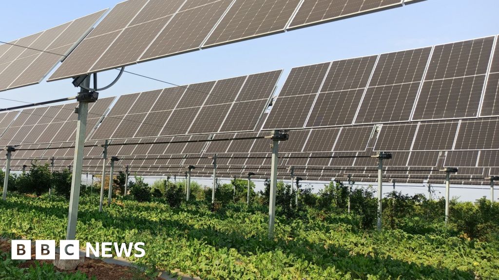 Will farming under solar panels take off?