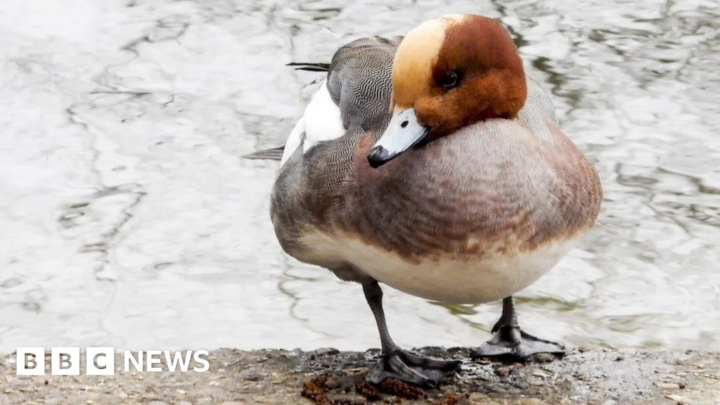 European wigeons at Abberton Reservoir in Essex are tracked