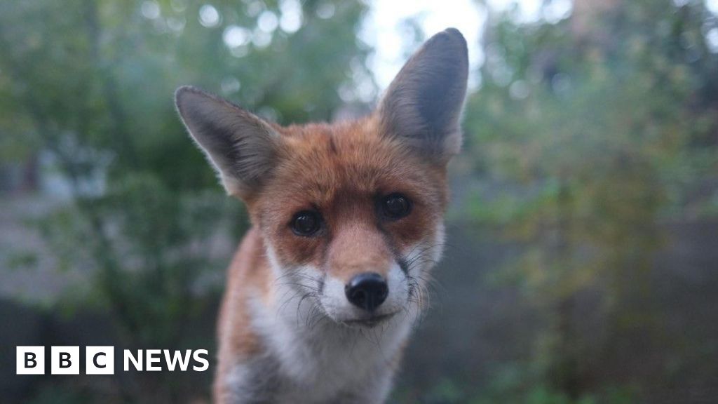 Hackney resident's fox rescue sparks unusual bond
